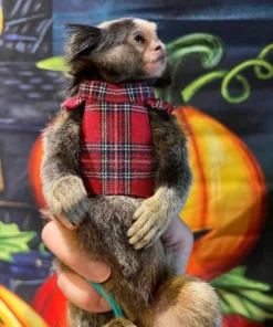 DANO CAPUCHINO TWOPAIRS