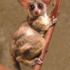 galagos Coco