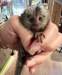 Pygmy Marmoset Pairs