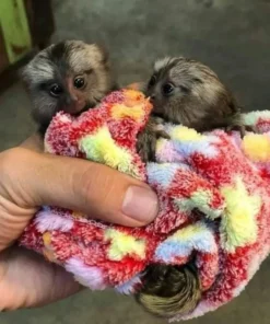 Pygmy Marmoset Pairs