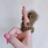 Finger Monkey.