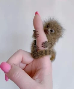 Finger Monkey.
