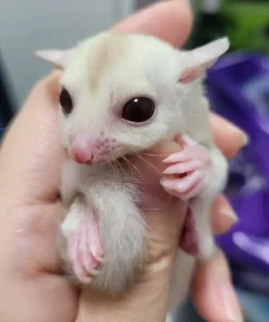 Sugar Glider